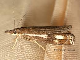 Attēlu rezultāti vaicājumam “Crambus heringiellus”