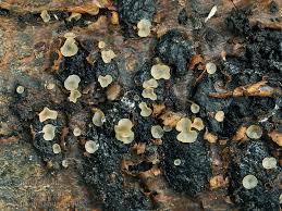 Attēlu rezultāti vaicājumam “Hyalorbilia inflatula”