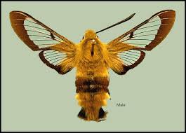 Attēlu rezultāti vaicājumam “Hemaris fuciformis”