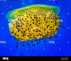 Image result for Phacellophora camtschatica