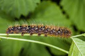 Attēlu rezultāti vaicājumam “Euthrix potatoria imago”