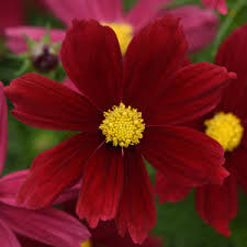 Image result for Cosmos bipinnatus