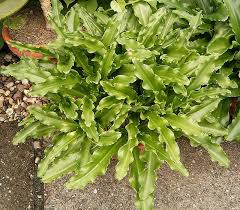 Attēlu rezultāti vaicājumam “Badhamia bethelii stalked”