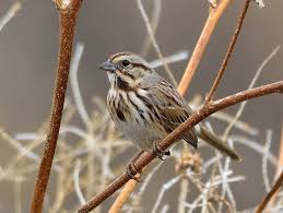 Image result for Melospiza melodia