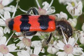 Attēlu rezultāti vaicājumam “Trichodes apiarius”