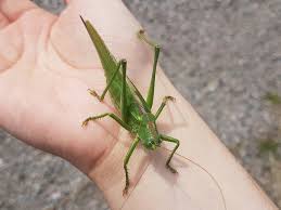 Attēlu rezultāti vaicājumam “Tettigoniodea”