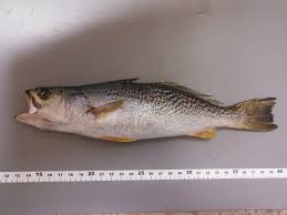 Image result for Cynoscion regalis