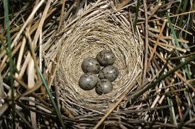 Attēlu rezultāti vaicājumam “Emberiza schoeniclus eggs”