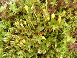 Attēlu rezultāti vaicājumam “Tortula truncata sporophyte”