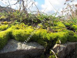 Attēlu rezultāti vaicājumam “Syntrichia virescens”