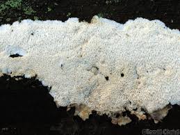 Attēlu rezultāti vaicājumam “Cinereomyces lindbladii”