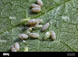 Attēlu rezultāti vaicājumam “Chrysopidae eggs”