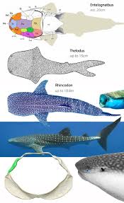 Image result for Rhincodon typus