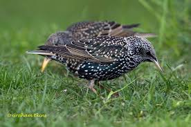 Attēlu rezultāti vaicājumam “Sturnus vulgaris male”