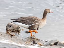 Attēlu rezultāti vaicājumam “Anser albifrons adult”