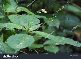Attēlu rezultāti vaicājumam “Impatiens parviflora leaf”