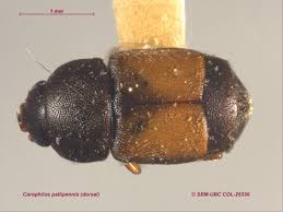 Attēlu rezultāti vaicājumam “Nitidulidae”