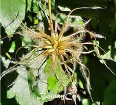 Attēlu rezultāti vaicājumam “Clematis fruit”