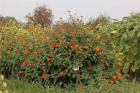 Image result for Tithonia rotundifolia