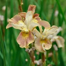 Attēlu rezultāti vaicājumam “Iris sibirica leaf”