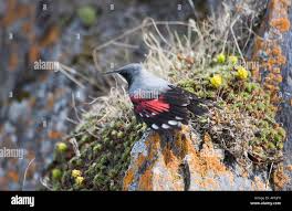 Image result for Tichodroma muraria