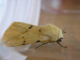 Attēlu rezultāti vaicājumam “Spilosoma lutea”