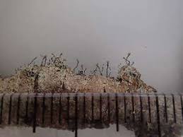 Attēlu rezultāti vaicājumam “Chaenotheca gracilenta”