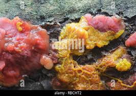 Attēlu rezultāti vaicājumam “Cytidia salicina”