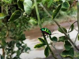 Attēlu rezultāti vaicājumam “Chrysolina fastuosa”