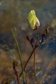 Attēlu rezultāti vaicājumam “Utricularia intermedia flower”