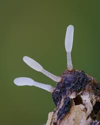 Attēlu rezultāti vaicājumam “Typhula erythropus”