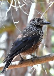 Attēlu rezultāti vaicājumam “Nucifraga caryocatactes”