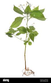 Attēlu rezultāti vaicājumam “Impatiens parviflora fruit”