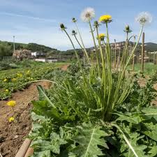 Image result for diente de leon