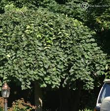 Attēlu rezultāti vaicājumam “Ulmus glabra”