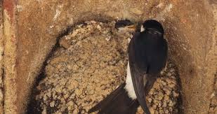 Attēlu rezultāti vaicājumam “Delichon urbicum nest”