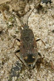 Attēlu rezultāti vaicājumam “Eremocoris plebejus”