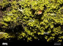 Attēlu rezultāti vaicājumam “Metzgeria violacea”