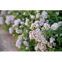 Image result for Origanum majorana