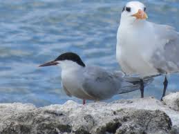 Attēlu rezultāti vaicājumam “Sterna hirundo”