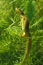 Attēlu rezultāti vaicājumam “Triturus vulgaris female”