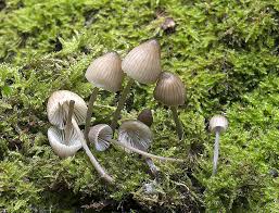 Attēlu rezultāti vaicājumam “Mycena abramsii”