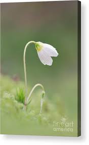 Attēlu rezultāti vaicājumam “Oxalis acetosella flower”
