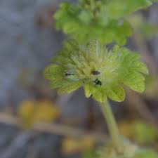 Attēlu rezultāti vaicājumam “Lamium amplexicaule flower”