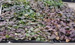 Attēlu rezultāti vaicājumam “Ajuga reptans”