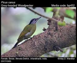 Attēlu rezultāti vaicājumam “Picus canus female”