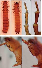 Attēlu rezultāti vaicājumam “Cucujus cinnaberinus larva”