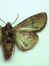 Attēlu rezultāti vaicājumam “Melanchra persicariae larva”