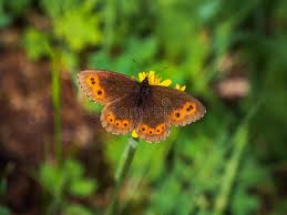 Attēlu rezultāti vaicājumam “Erebia aethiops”