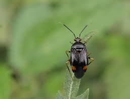 Attēlu rezultāti vaicājumam “Deraeocoris ruber”